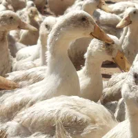 اردک ورامینی ،پرواری