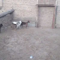 بزغاله ۴راس