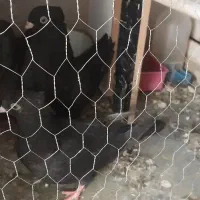 کبوتر زاغ آبادانی