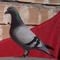 مجسمه