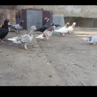 کبوتر پرشی