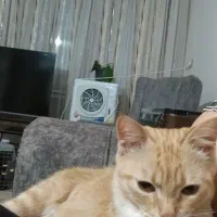 گربه خانگی