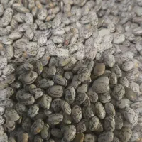 لوبیا چیتی ولپه