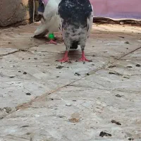 پاکستانی درجه یک نر