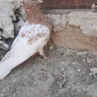 جفت نر فروشی