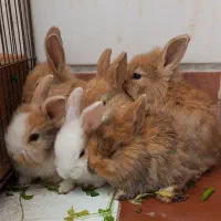 بچه خرگوش هایه لوپ و زیبا