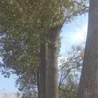 راهنما