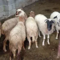 فروش بری نر و ماده