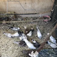 کفتر خوب|پرنده|تهران, یاخجی آباد|دیوار