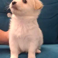 توله سگ|سگ|شیراز, شهرک قمشه|دیوار