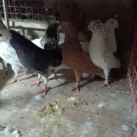 کفتر پرشی