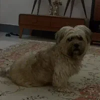 جفت شیتزو|سگ|مشهد, آیت الله خامنه‌ای|دیوار