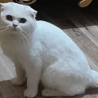 گریه اسکاتیش