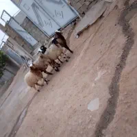 ۴تا میش درجه یک