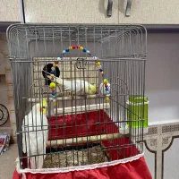 قفس|لوازم جانبی حیوانات|دزفول, |دیوار