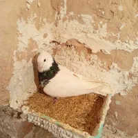 کفتر طوقی هفت‌رنگ نر چپ زرد ماده