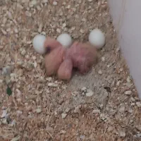 کوتوله برزیلی ماده مولد فنچ باجوجه مرغ عشق سرلاکی|پرنده|تبریز, |دیوار