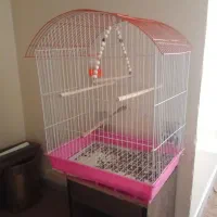 عروس هلندی|پرنده|شاهین‌شهر, اقبال لاهوری|دیوار