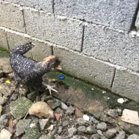 خروس فونیکس|حیوانات مزرعه|کیلان, |دیوار