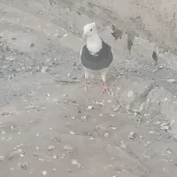تعدادی کبوتر