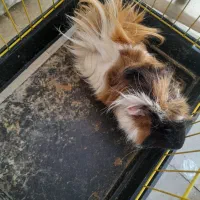 خوکچه هندی موبلند|موش و خرگوش|تهران, هفت چنار|دیوار