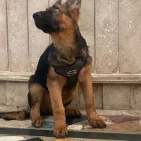 توله ژرمن|سگ|چالوس, |دیوار