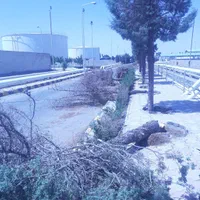 قطع وهرس درختان باغی وویلایی ،اره موتوری،خرید چوب|خدمات باغبانی و درختکاری|مشهد, توس (بلوار توس)|دیوار