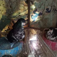 فروش کبوتر|پرنده|جم, |دیوار