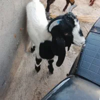 بزغاله|حیوانات مزرعه|تربت جام, میان جام|دیوار