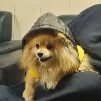 سرویس حمل و نقل پت