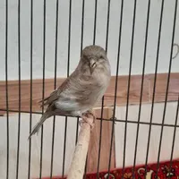 سهره قناری نر گلاستر  معاوضه با پرنده|پرنده|شیراز, میانرود|دیوار