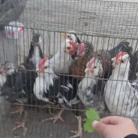 مرغ گلین جوجه مرغ و خروس