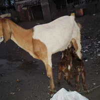 بز با دوتا کهره