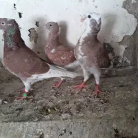 جوجه هومرکاکلی|پرنده|اصفهان, باغ فردوس|دیوار