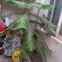 درخت کاج