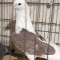 4تا کفتر نر پرش سنگین|پرنده|ری, شهرک نظامی|دیوار