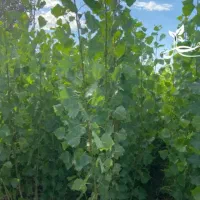 نهال صنوبر نیگرا ، درخت صنوبر، گلخانه نهالستان|گل و گیاه طبیعی|مشهد, خواجه ربیع|دیوار