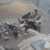 بز و بزغاله میش