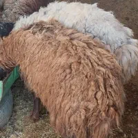 دوتا بره ماده