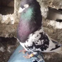 کبوتر|پرنده|نورآباد, |دیوار