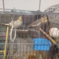 عروس هلندی نر ماده|پرنده|کیار, |دیوار