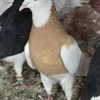 ۲۴تا کفتر زدوخوردی قلدر