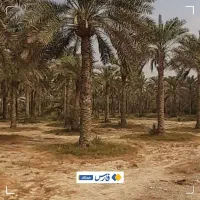 فروش زمین باغی 37000 متر مربع  میناب