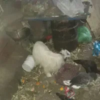 فروش بز و بزغاله برای قربانی و دامازلیق