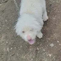 سگ پاکوتاه شیتزو دو عدد ماده اماده جفت