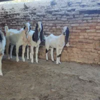 بزغاله گلابی پتیری