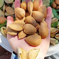 بادام صادارتی