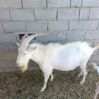 گوسفند