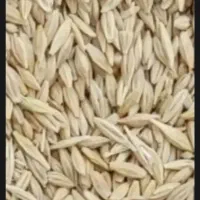 باغبانی