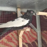 کفتر و گنجه فروشی|پرنده|شیراز, شاهچراغ|دیوار